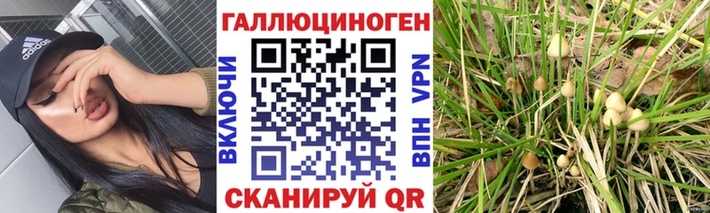 Псилоцибиновые грибы Psilocybine cubensis  Купить где  Лениногорск 